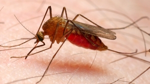 There are indications that Swaziland is close to overcoming the burden of malaria. Swaziland’s national malaria control programme reports that only two hundred and thirty new cases of malaria were recorded in 2013